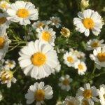 Bromley Hill Fish Bar